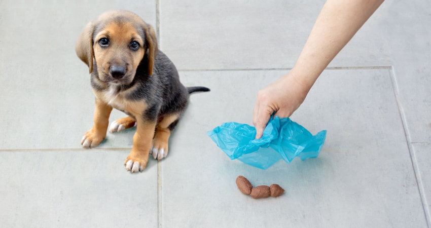 夢占いにおける犬のうんちの意味解析 | 予兆と心理を徹底解説