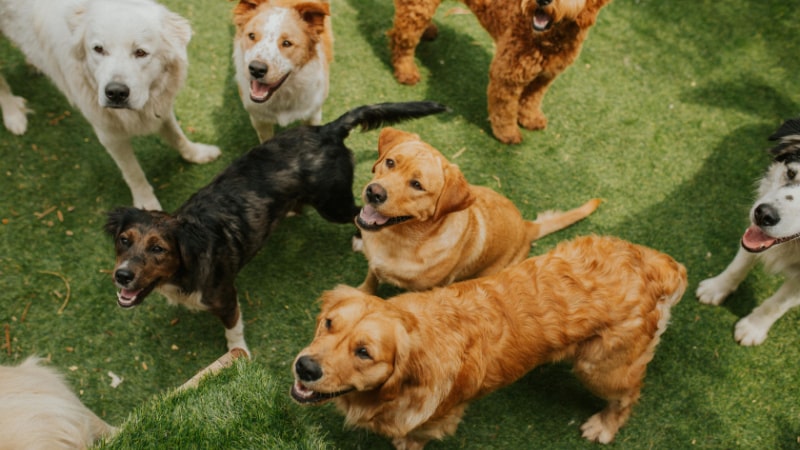 夢占いで犬がたくさん登場！その意味とは？