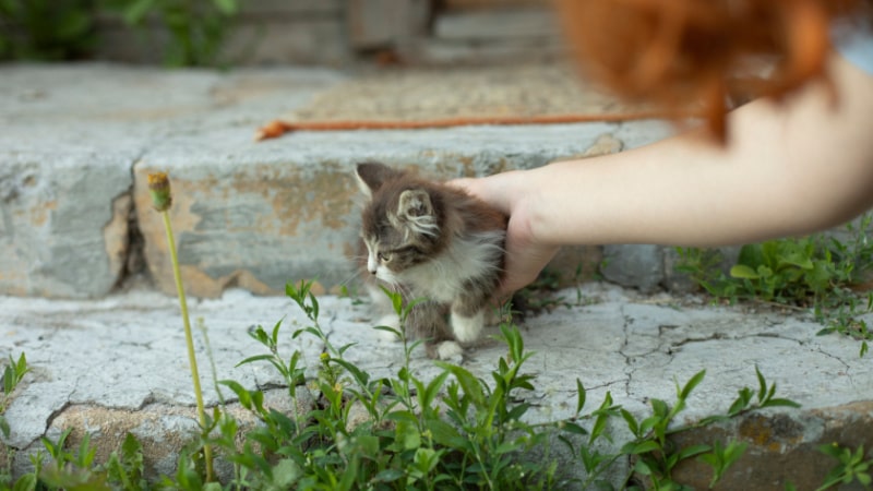 夢占いでの猫を拾う意味 | 運命のヒントを探る