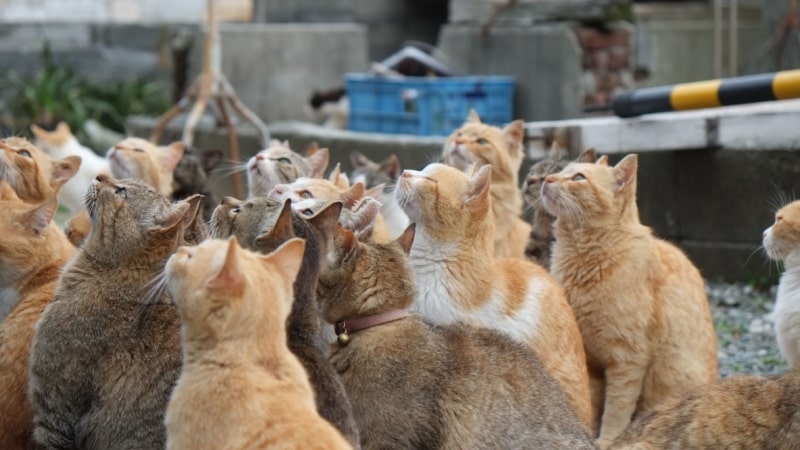 たくさんの猫が出てくる夢占いとその深層心理