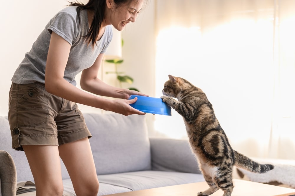 夢占いにおける猫を飼う夢の意味とは？｜深層心理を解剖