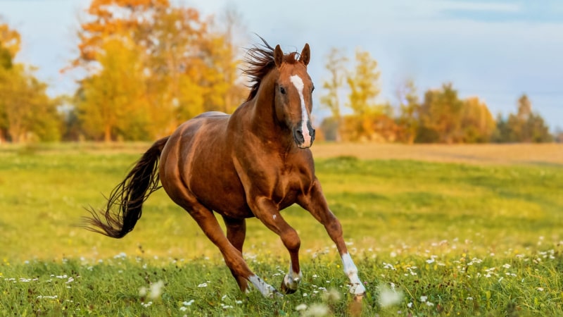 夢占いと馬の象徴！ 馬がもたらす意味を解析