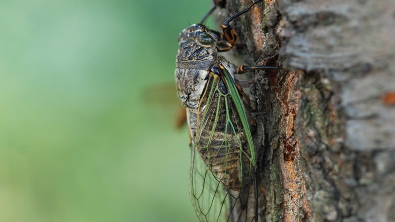 夢占いでセミが象徴する意味｜夏の予兆や成長のメッセージを解析