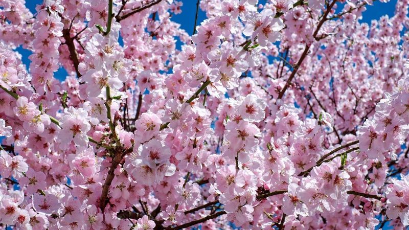 夢占い「桜」の意味解析 – 幸運の象徴か、はかない恋の予兆か？