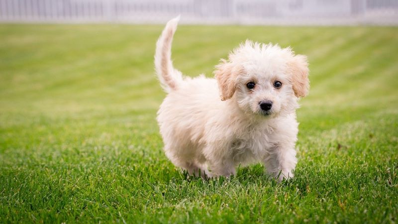 夢占いで見る子犬の意味 – 幸福の象徴か隠されたメッセージか