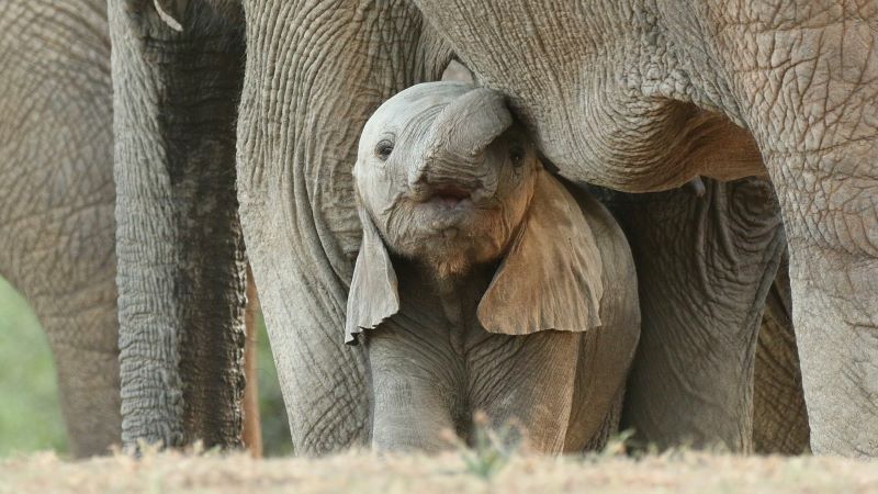 夢占い解析！象の赤ちゃんが表すメッセージとは