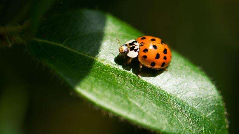 夢占いで見るてんとう虫の意味 – 幸運の予兆か警告か