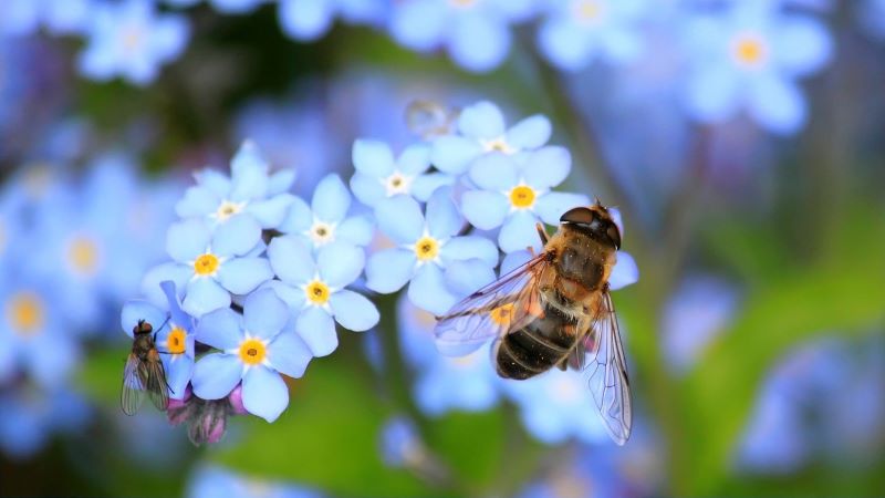 夢占いで蜂が示す意味 – 幸運の兆し？それとも警告？