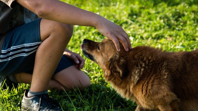 亡くなったペットを撫でる夢占い！愛する心とメッセージの解釈