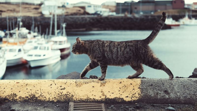 夢占いで出会う野良猫の意味とは？深層心理に隠されたメッセージを解析