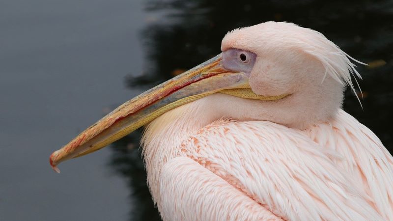 夢占い ペリカン | ペリカンの夢が意味することとは？