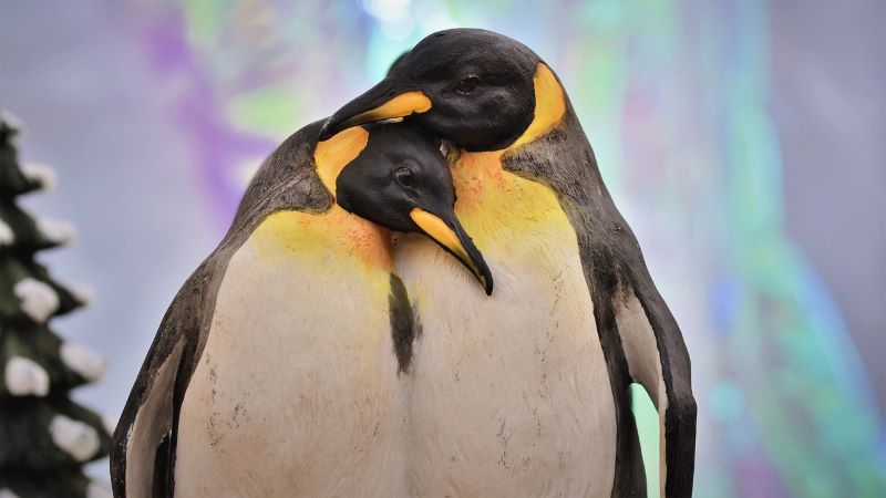 夢占いで見るペンギンの意味と解釈