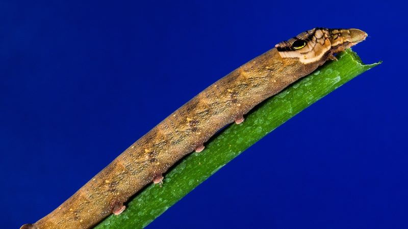 夢占い 芋虫 茶色 - あなたの夢の暗示を解き明かそう