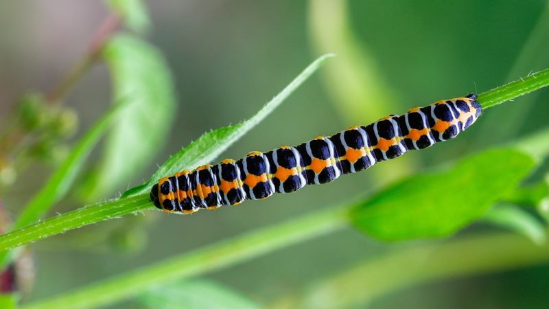 夢占い 芋虫 黒 – あなたの夢が示す意味とメッセージ