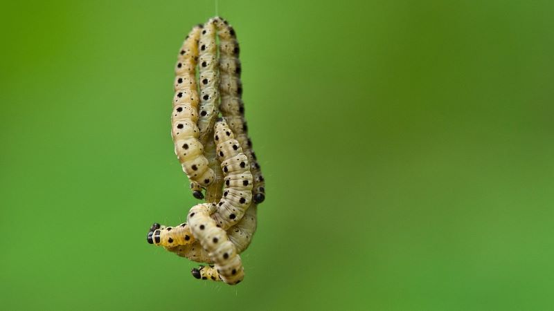 夢占いで芋虫がたくさん出てくる意味とは？徹底解説！