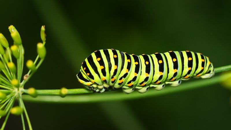 夢占い！ 緑の芋虫が示す意味とは？