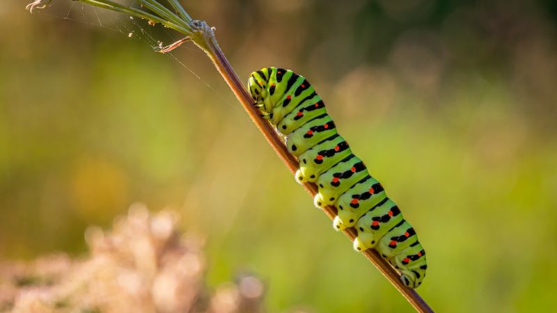 毛虫と芋虫の夢占い！ 意味と解釈ガイド