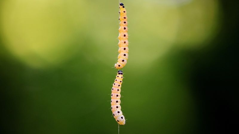 夢占い 芋虫 白い – 意味と解説