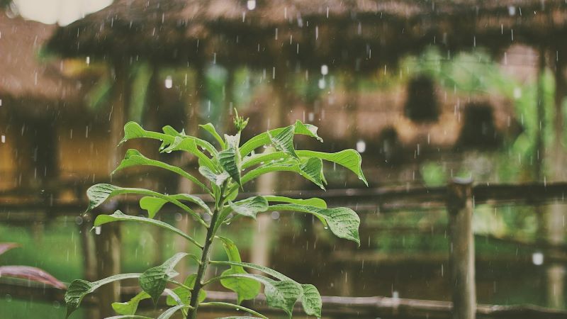 雨の夢占い！ 家の中でのシンボルとその意味