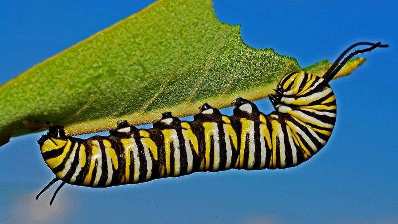 夢占いで見る黄色の芋虫の意味とは？