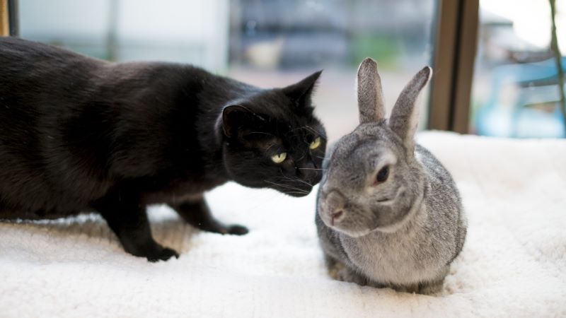 夢占い｜猫とうさぎの夢の意味とは？動物別の暗示や行動パターン、状況別の解釈も詳しく解説！