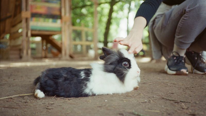 夢占い｜うさぎを撫でる夢が持つ意味は？性格診断や運気の変化など、あなたに送られたメッセージを解説！