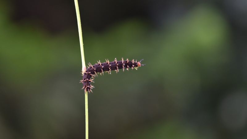 夢占い：ピンクの芋虫の夢の意味とは？変化や成長のサインかも！