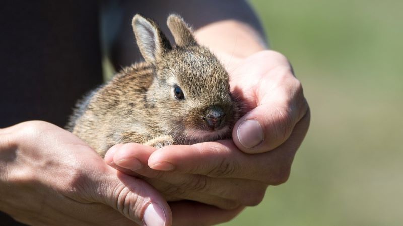 夢占い：うさぎを捕まえる夢の意味とは？幸運の兆しと自己成長を徹底解説！