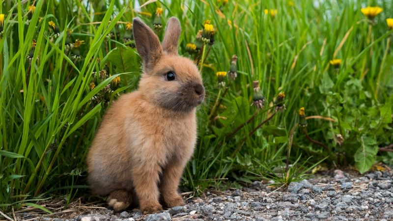 夢占い：うさぎが近づいてくる夢の意味とは？幸運の予兆や心の変化を徹底解説！