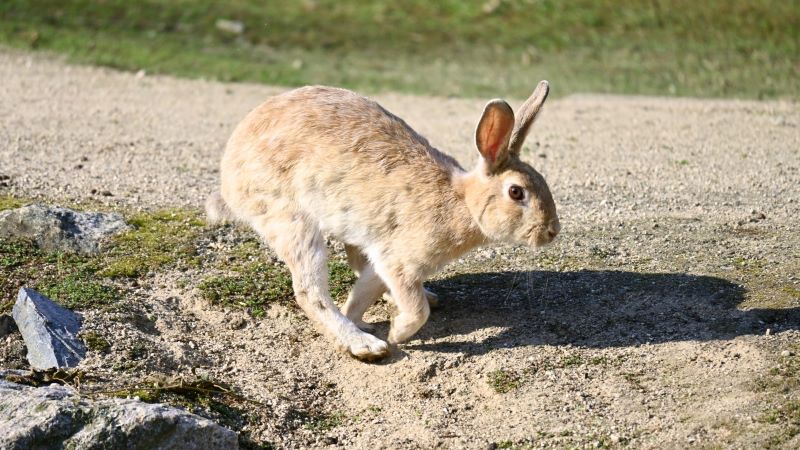 夢占い｜うさぎが走る夢の意味とは？状況別・様子別の意味や心理も詳しく解説！