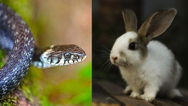 夢占い｜蛇とうさぎが出てくる夢の意味とは？状況別・関係性別の意味や心理も詳しく解説！