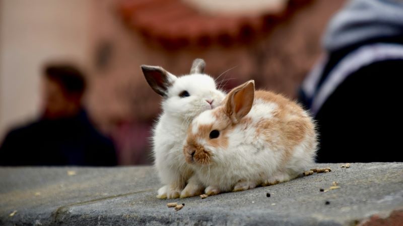 夢占い｜うさぎのつがいの夢の意味とは？恋愛運や金運、仕事運など、あなたの運気を詳しく解説！