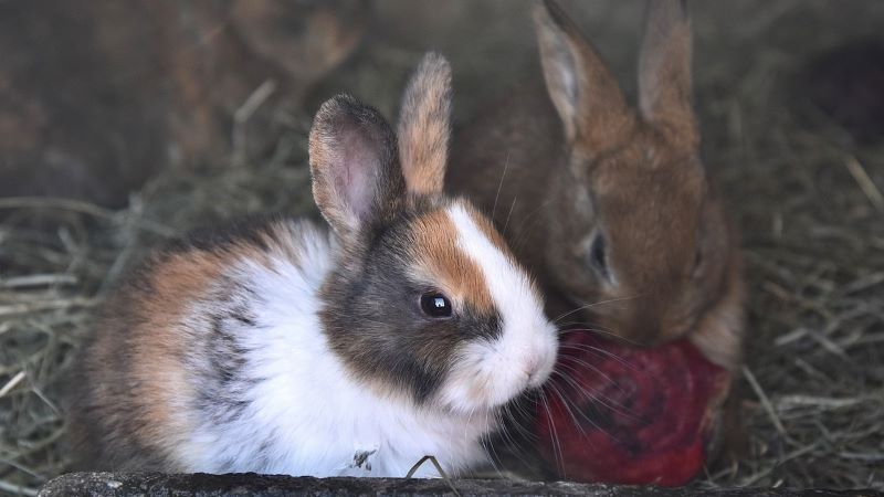 夢占い｜うさぎが二匹出てくる夢の意味とは？行動別・状況別の意味や心理も詳しく解説！