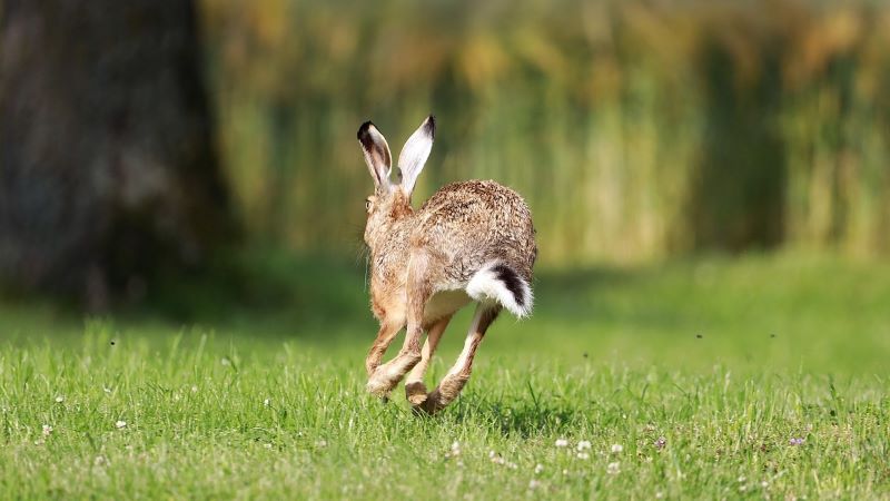 夢占い：飛び跳ねるうさぎの夢の意味とは？幸運の前兆か、それとも警告のサイン？その深層心理を徹底解説！