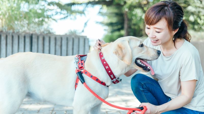 動物と話す夢の意味とは？心理学的解釈と7つの代表的なシーン別の意味を徹底解説！