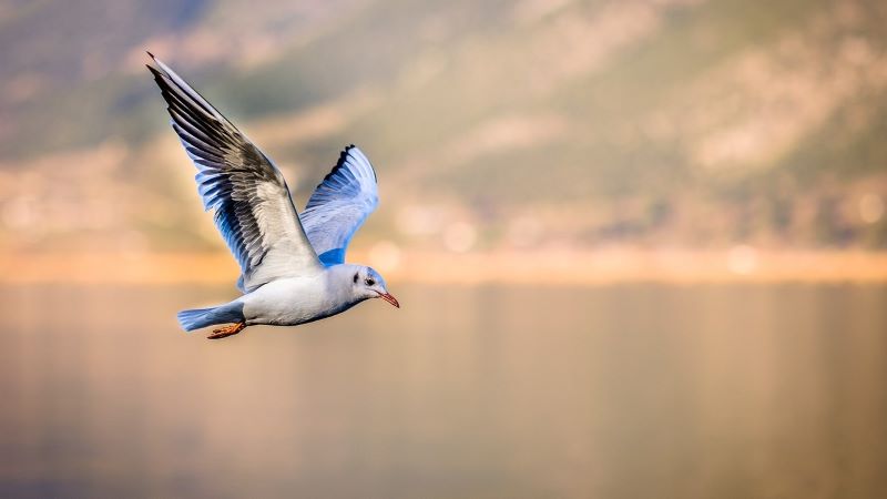 鳥を追う夢の意味とは？心理学的解釈と7つの象徴的な意味を徹底解説！