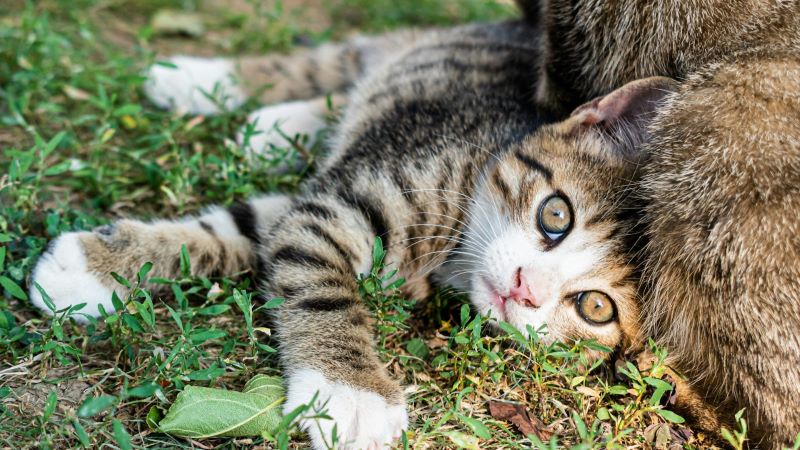 猫と遊ぶ夢の深層心理とは？自立心や人間関係への影響を徹底解説！