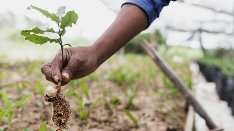 木を植える夢の意味とは？成長や新たな始まりなど5つの心理状態を徹底解説！