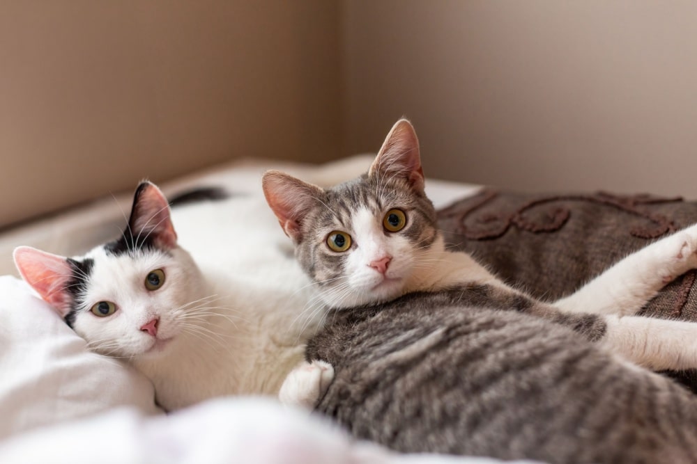 猫の夢の意味大全｜色・行動・シーン別でわかる深層心理と運気のサイン【夢占い完全ガイド】