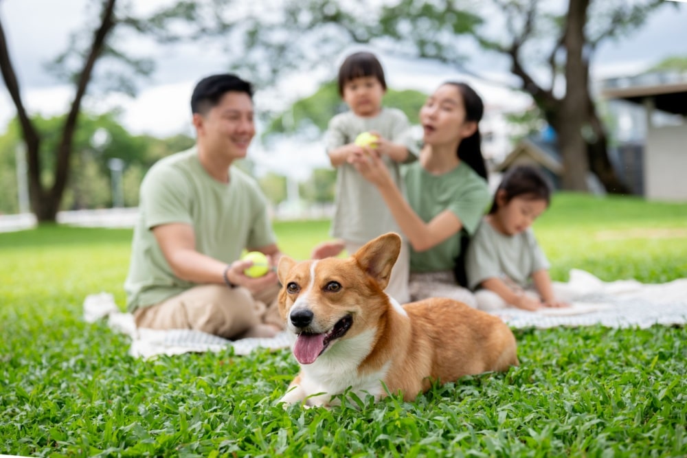 犬を飼う夢の意味とは？恋愛・人間関係・心理状態を行動・色・犬種別に徹底解説！